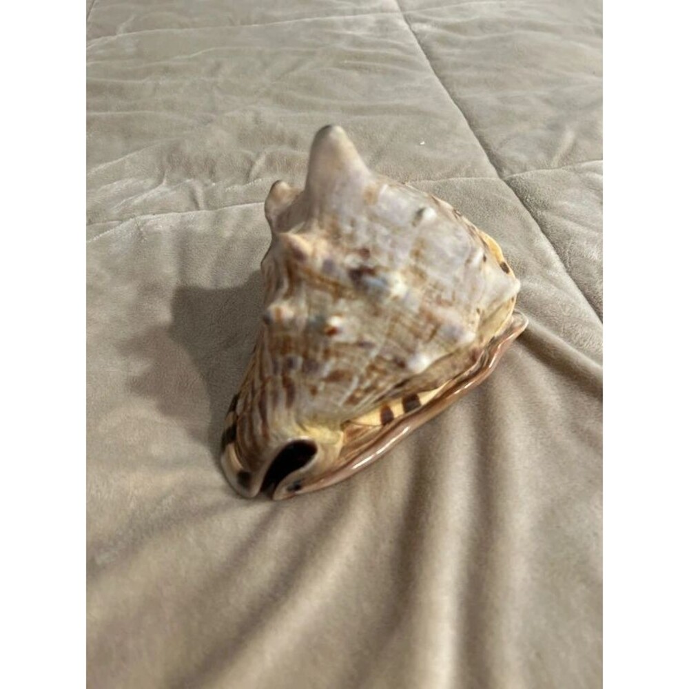 Horned Helmet Sea Shell Conch - Picture 3 of 9